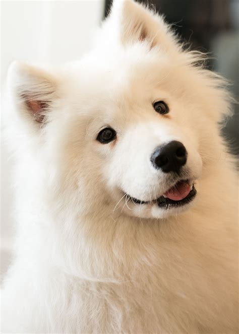 White Magic Samoyed Puppies: Finding the Best Deal